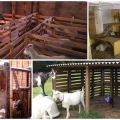 A kecske-istállók méretei és rajzai, hogyan lehet saját kezűleg elkészíteni és felszerelni