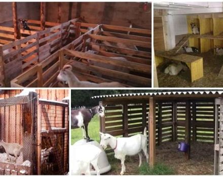 Dimensiones y dibujos de cobertizos de cabras, cómo hacer y equipar con sus propias manos.