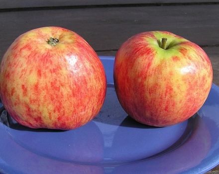 Kuvaus omenapuulajien lajikkeesta Taimikko Titovki, hedelmien valinta- ja arviointikertomus