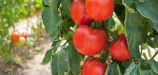 Tomaattilajikkeen Fakel ominaisuudet, sen sato