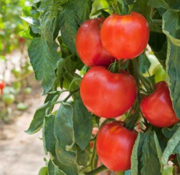 Pomidorų veislės Fakel charakteristikos, derlius