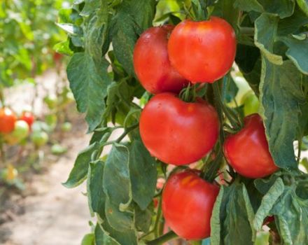 Eigenschaften der Tomatensorte Fakel, deren Ertrag