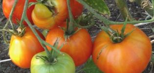 Kurnosik-tomaattilajikkeen kuvaus ja ominaisuudet