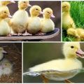 Why ducklings and mulardy go bald and itch, what to do and how to prevent