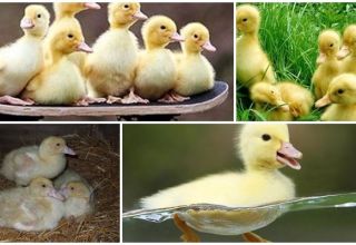 Why ducklings and mulardy go bald and itch, what to do and how to prevent