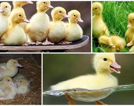 Zašto patke i muladići ćelav i svrbe, što učiniti i kako spriječiti