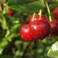 Paglalarawan at mga katangian ng mga cherry varieties Malinovka, ang pinakamahusay na mga rehiyon para sa paglaki
