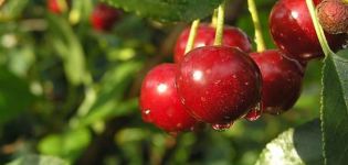 Description and characteristics of cherry varieties Malinovka, the best regions for growing