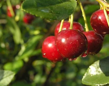 A cseresznyefajták leírása és jellemzői Malinovka, a legjobb termesztési régiók