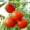 Characteristics and description of the tomato variety Catherine the Great F1