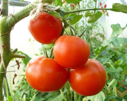 Đặc điểm và mô tả giống cà chua Catherine Đại đế F1