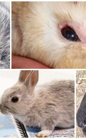 Por qué los conejos pueden tener los ojos llorosos y cómo tratarlos en casa.