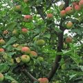 Melba-omenapuun kuvaus ja ominaisuudet, puun korkeus ja kypsymisaika, hoito