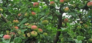 Melba ābeles apraksts un raksturojums, koku augstums un nogatavošanās laiks, kopšana