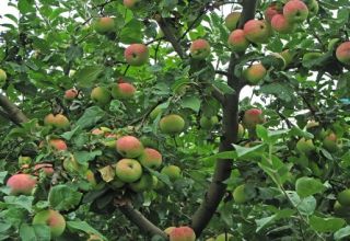 Mô tả và đặc điểm của cây táo Melba, chiều cao cây và thời gian chín, cách chăm sóc