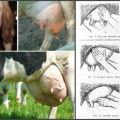 Symptoms of serous mastitis in a cow, drugs and alternative methods of treatment