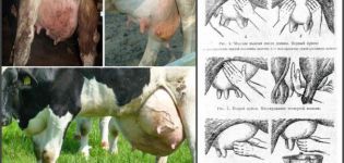 Symptomer på serøs mastitis hos en ko, medikamenter og alternative behandlingsmetoder