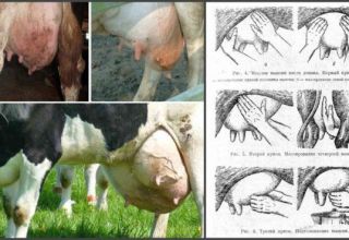 Sintomi di mastite sierosa in una mucca, farmaci e metodi alternativi di trattamento