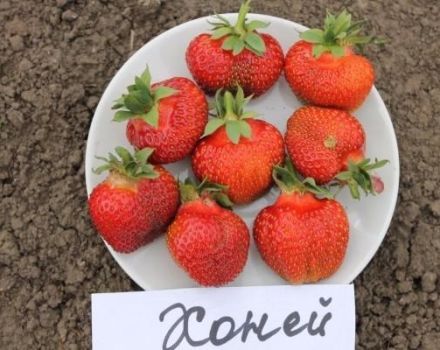 Description et caractéristiques de la variété de fraise Khoney, plantation et entretien