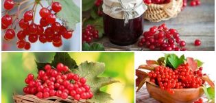 Medicinal properties and contraindications of viburnum, benefits and folk recipes