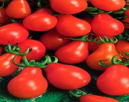 Opis odrody paradajok Konzervovaná hruška, jej vlastnosti a produktivita