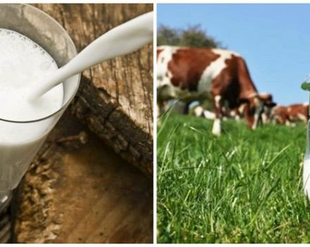 Hogyan kell tejetni egy tehénnek az ellés után otthon?