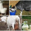 Por qué la leche de cabra a veces tiene un sabor amargo y cómo resolver el problema, prevención