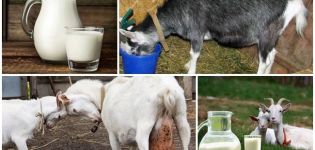 Hvorfor gedemælk undertiden smager bittert, og hvordan man løser problemet, forebyggelse