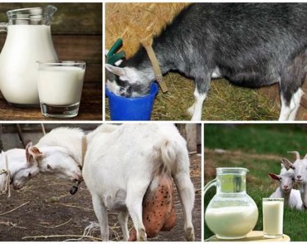 Dlaczego mleko kozie czasami smakuje gorzko i jak rozwiązać problem, zapobiegać