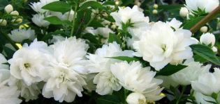The difference between garden jasmine and chubushnik, pruning and care