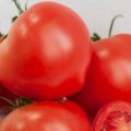 Beskrivelse af Alhambra-tomatsorten, funktioner i dyrkning og pleje