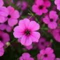 Pflanzen und Pflegen von Lychnisblüten auf freiem Feld, Beschreibung der Arten