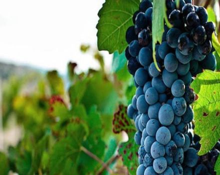 Opis i cechy odmiany winogron Bastardo, historia i zasady uprawy