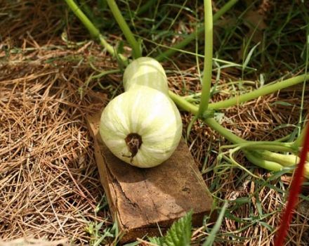 Descripción de la variedad de calabaza Butternut, características de cultivo y cuidado.