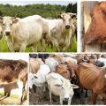 Síntomas y vías de transmisión de la brucelosis bovina, régimen de tratamiento y prevención