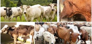 Simptome și căi de transmitere a brucelozei la bovine, regim de tratament și prevenire