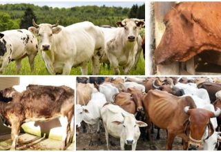 Symptome und Wege der Übertragung von Brucellose bei Rindern, Behandlungsschema und Prävention