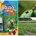 Colorado patates böceğinden Corado ilacının kullanım talimatları