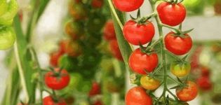 Beschrijving van de tomatensoort Madeira, kenmerken van teelt en verzorging