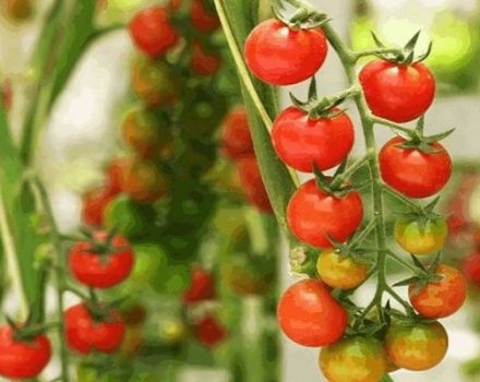 Beskrivelse af Madeira-tomatsorten, funktioner i dyrkning og pleje