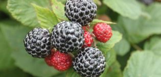The best varieties of black raspberries, planting, growing and care