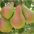 Descripción y características de la variedad de pera Belleza, plantación y cuidado del bosque