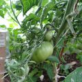 Descripción de la variedad de tomate Cherokee, sus características y rendimiento