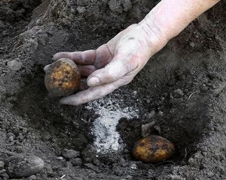 Azofosk mēslojuma piemērošana kartupeļiem