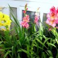 Soorten meststoffen voor het voeren van gladiolen in de zomer, selectie en frequentie
