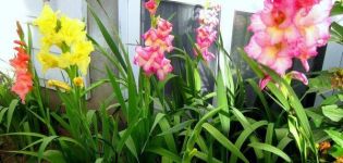 Typer af gødning til fodring af gladioli om sommeren, valg og hyppighed