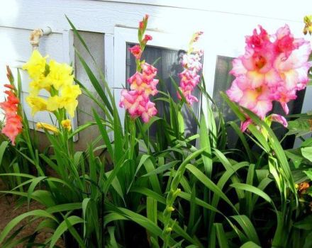 Types of fertilizers for feeding gladioli in summer, selection and frequency