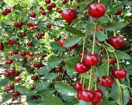 A Bulatnikovskaya cseresznyefajta leírása és jellemzői, a termesztés és gondozás finomságai