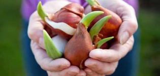When and how to plant tulips in different regions, terms