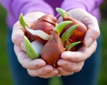 Hvornår og hvordan man planter tulipaner i forskellige regioner, vilkår